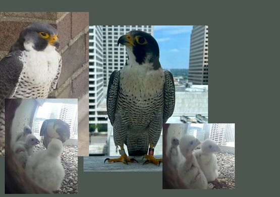 library-falcons
