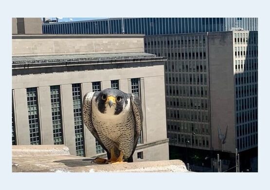 peregrine-haiku-society-workshop