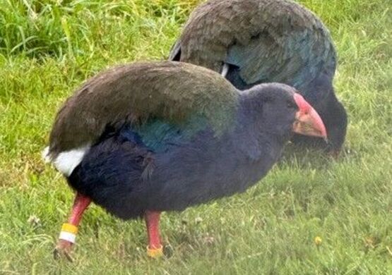 walking-with-birds-an-evening-with-buck-niehoff