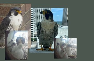 LIBRARY FALCONS! 