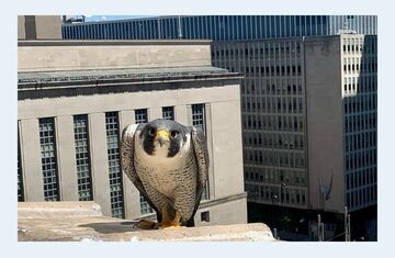 Peregrine Haiku Society Workshop